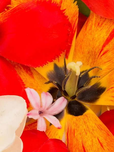 Red tulips and spring bright bouquet — Stock Photo, Image