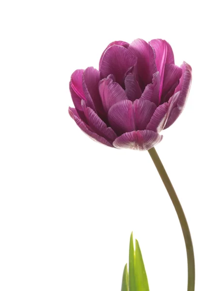 Purple tulip on a white background — Stock Photo, Image