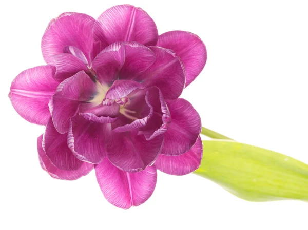 Tulipán púrpura brillante abierto —  Fotos de Stock