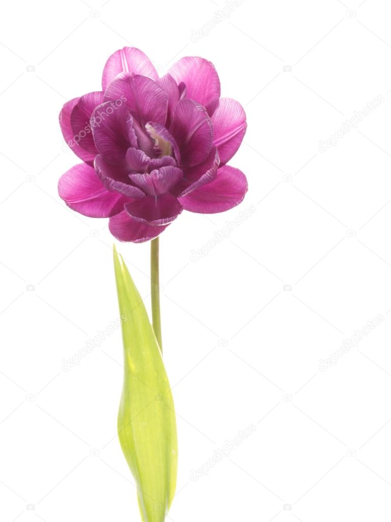 Bright tulip opened