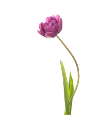 güzel hassas mor Lale