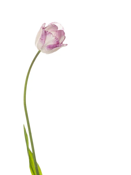 Hermoso tulipán bicolor púrpura-blanco —  Fotos de Stock