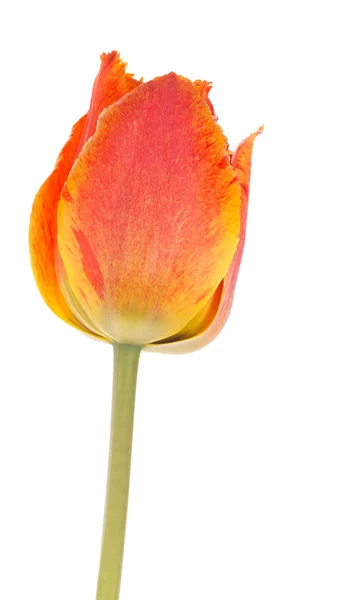 Spring red-orange tulip Stock Image
