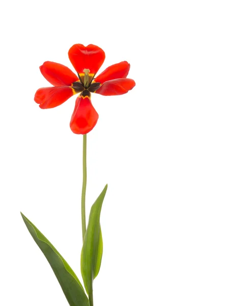 Červený Tulipán otevřel plně — Stock fotografie