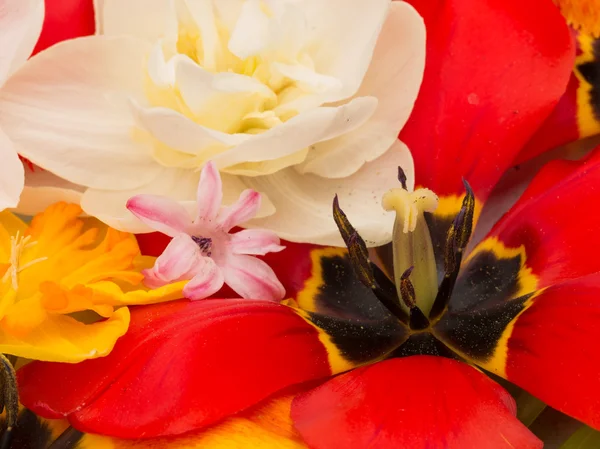 Tulipanes rojos y ramo de primavera — Foto de Stock