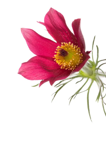 Jarní Fialový květ Koniklec otevřený — Stock fotografie