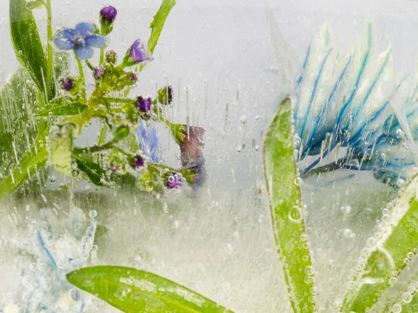 Fleurs et feuilles bleues dans la glace — Photo