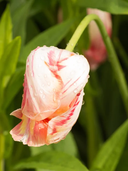 Tulip after rain — Stock Photo, Image