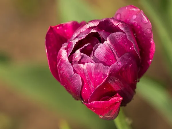 Bright purple tulip after rain — Stock Photo, Image