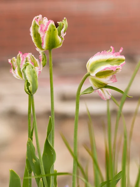 Unusual bright pink tulips after rain — Stock Photo, Image