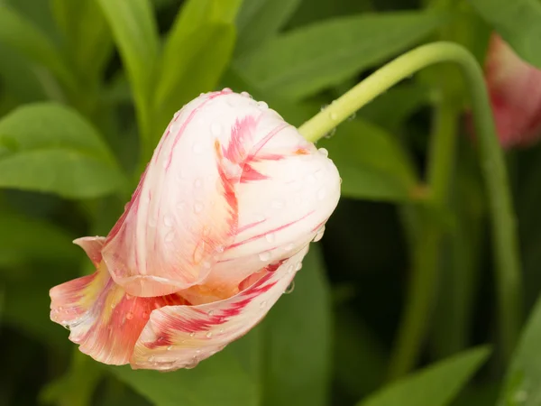 Beautiful tulip flower after rain — Stock Photo, Image