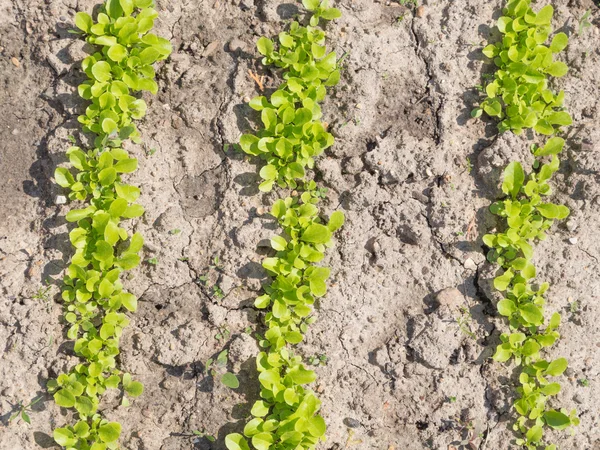 Salad segar di tempat tidur — Stok Foto