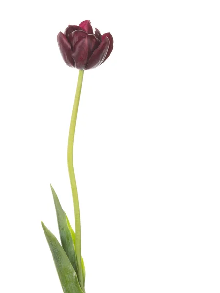 Hermoso tulipán rojo oscuro —  Fotos de Stock