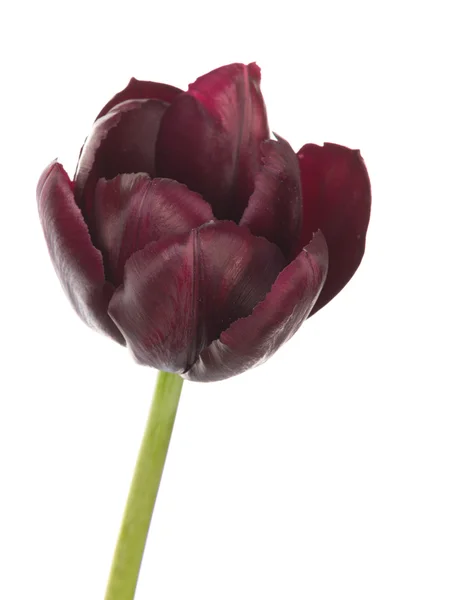 Beautiful tulip flower — Stock Photo, Image