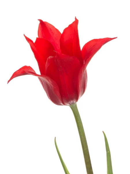 Liliales red tulip — Stock Photo, Image