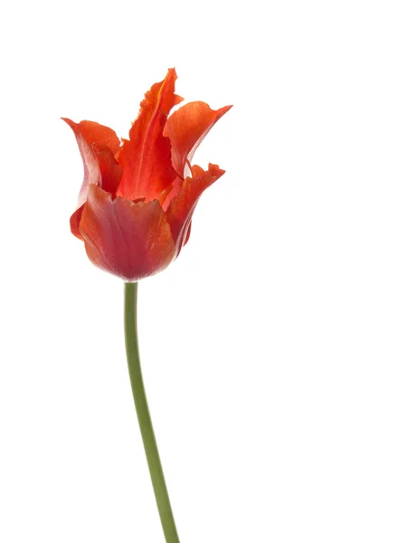 Fragile fleur de tulipe rouge — Photo