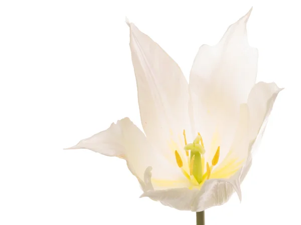 Tulipe délicate blanche — Photo