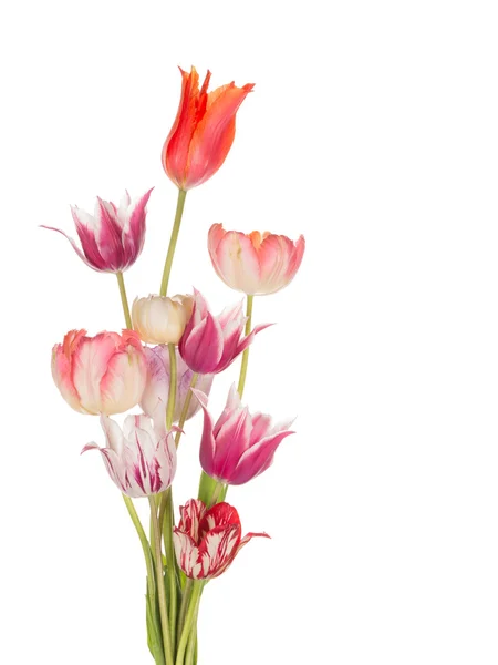 Beautiful bouquet of bright spring tulips — Stock Photo, Image