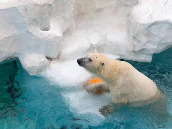 Urso branco inteligente — Fotografia de Stock