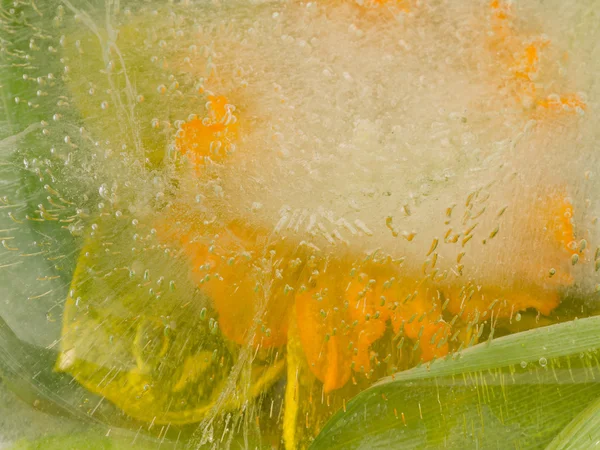 Abstrakcja z żółty kwiat — Zdjęcie stockowe