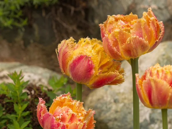 Unusual bi-colored tulips — Stock Photo, Image