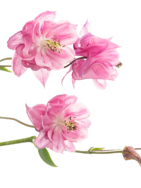 Delicate pink Aquilegia — Stock Photo, Image