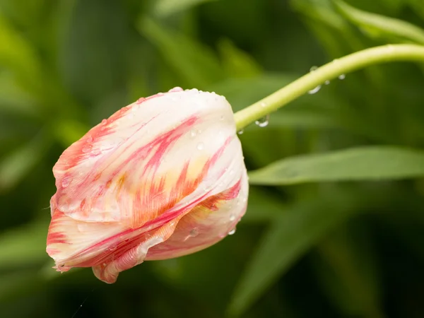 Parrot tulip after rain — Stock Photo, Image