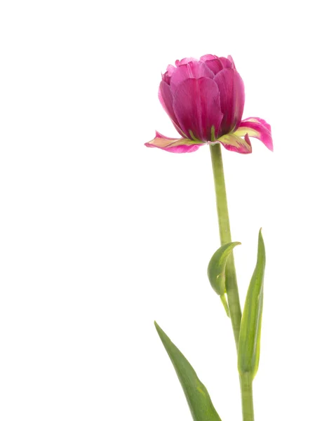 Unusual pink tulip — Stock Photo, Image