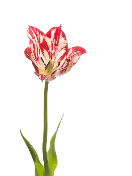 Tulipano rosso-bianco — Foto Stock