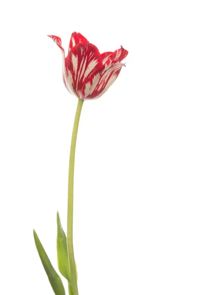 Ovanlig röd-vit tulip — Stockfoto