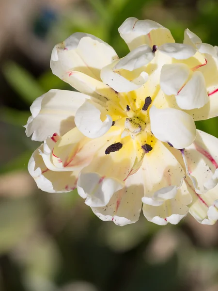 Peônia- variedade incomum de tulipa de flor — Fotografia de Stock