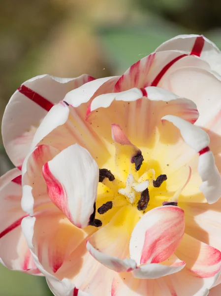 Peony- beautiful tulip — Stock Photo, Image