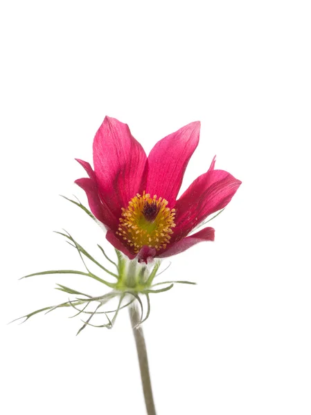 Jarní květinku Koniklec otevřený — Stock fotografie
