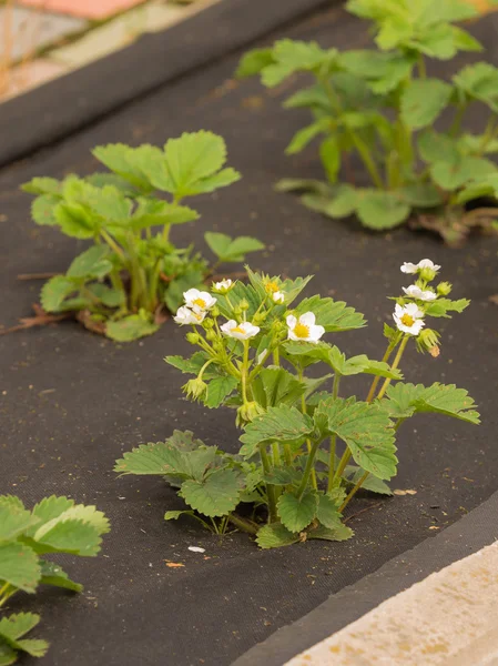 Flores de fresa en el jardín —  Fotos de Stock