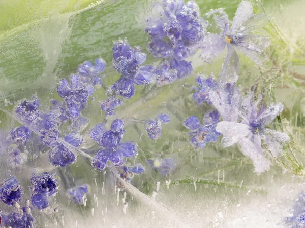 Abstracción de flores frágiles de lavanda —  Fotos de Stock