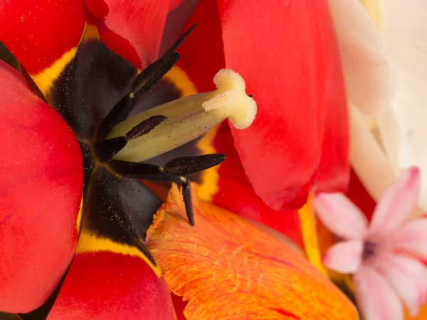 Pistil and stamens of red tulip — Stock Photo, Image