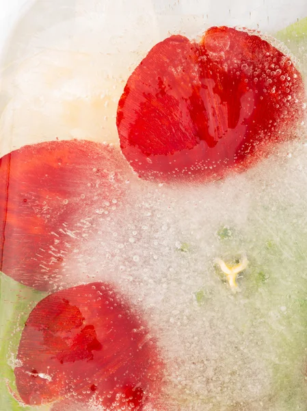 Flor roja abstracta —  Fotos de Stock