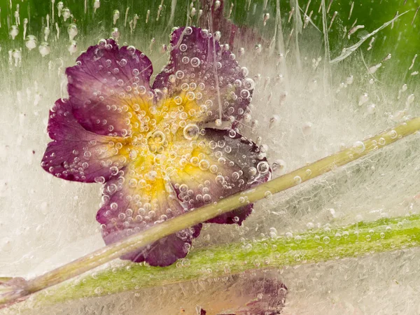 Hermosa flor brillante — Foto de Stock