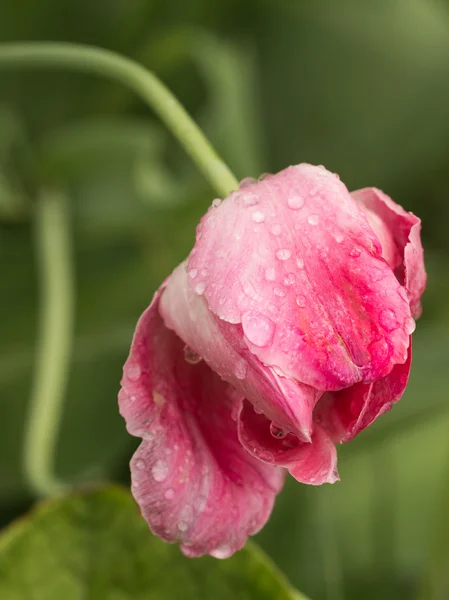 Tulipa brilhante após a chuva — Fotografia de Stock