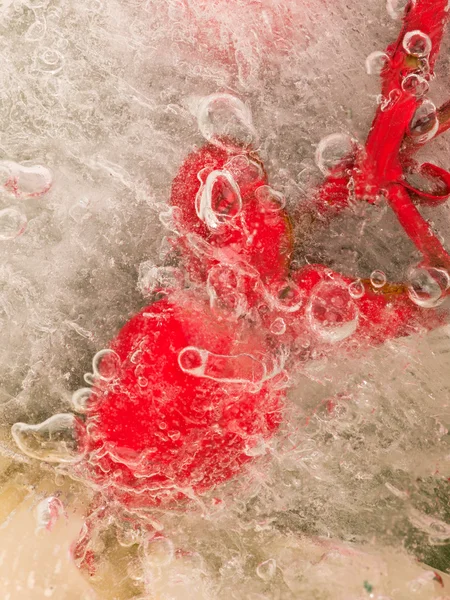 Red berry Hoperikum and bubbles — Stock Photo, Image