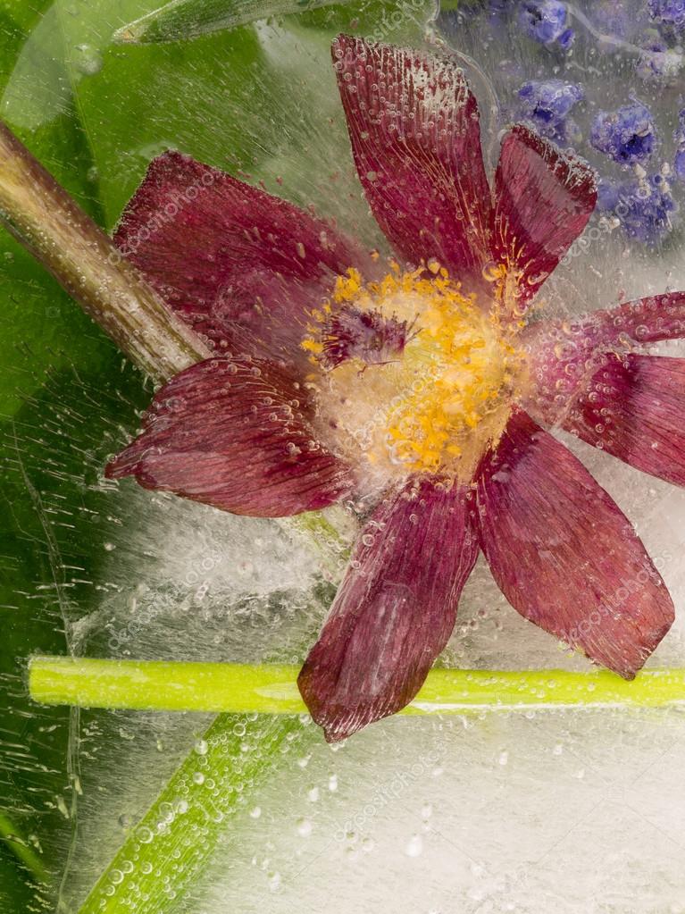 Fleur Rouge Avec Un Centre Jaune Photographie Andreevaee