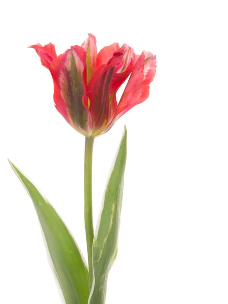 An unusual two-tone red tulip — Stock Photo, Image