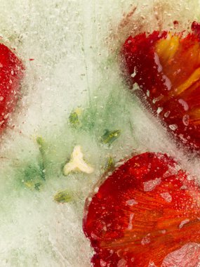 bright red abstract flower