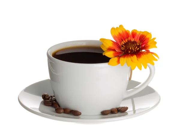 Coffee cup and flower Gaillardia — Stok fotoğraf