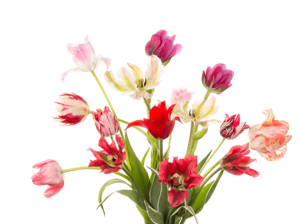 Bouquet of tulips of different varieties — Zdjęcie stockowe