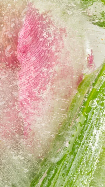 Mooie organische abstractie van de roze-groen — Stockfoto