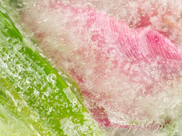 Beautiful pink and green abstraction — Stock Photo, Image