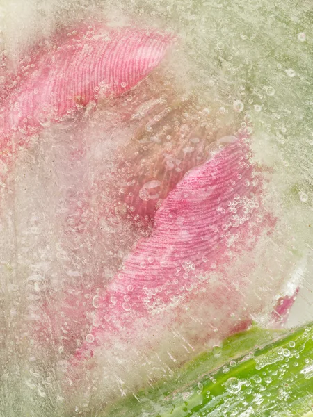 Abstraction bio rose-vert — Photo