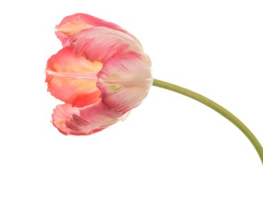 Beyaz bir arka plan üzerinde narin pembe Lale