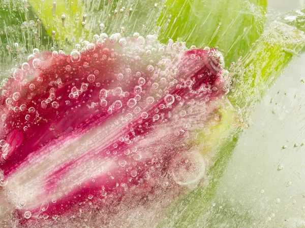 Ice abstraction of tulip — Stock Photo, Image